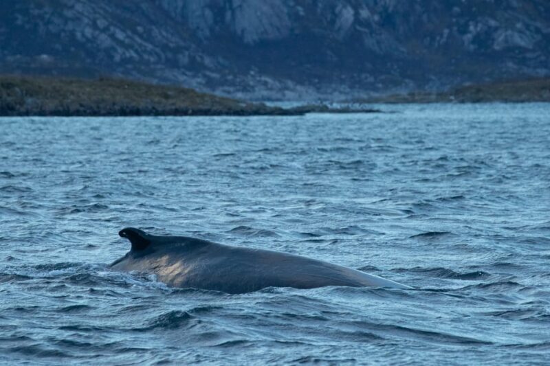 From Tromsø: Whale Watching RIB Safari at Skjervøy - From Tromsø: Whale Watching RIB Safari at Skjervøy