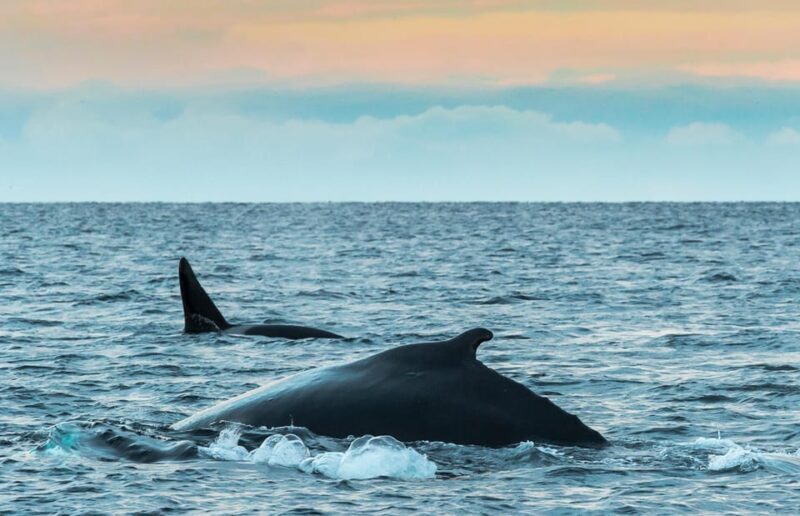 From Tromsø: Whale Watching RIB Safari at Skjervøy - Key Points
