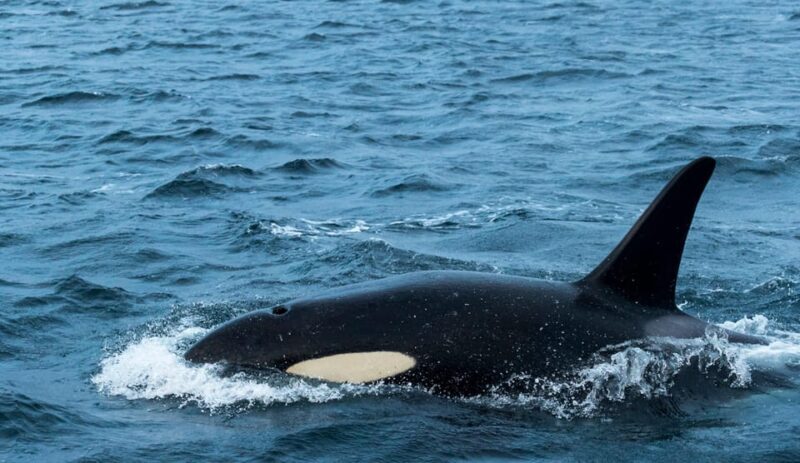 From Tromsø: Whale Watching RIB Safari at Skjervøy - Who Would Love This Tour?