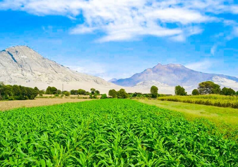 From Trujillo: full day with paso horses and sailor show - The Paso Horse show at Casa Alcor