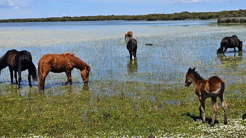 From Tuili: trekking in the Giara Park - FAQ