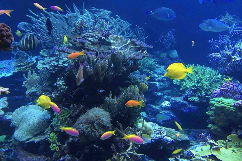 From Tulum: Cenote Riviera Maya & Snorkel Excursion - An In-Depth Look at the Tour Experience