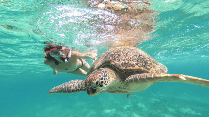 From Tulum: Tulum, Cenote and Turtle Swim Tour at Akumal - What Travelers Can Expect