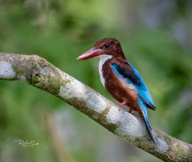 From Udaipur: Authentic Village Safari Experience - Key Points