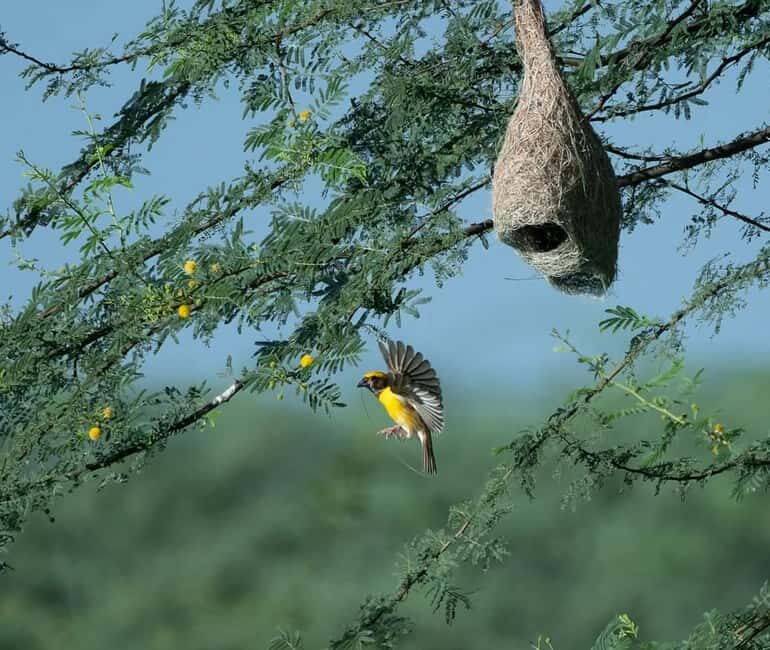 From Udaipur: Authentic Village Safari Experience - The Itinerary: What to Expect