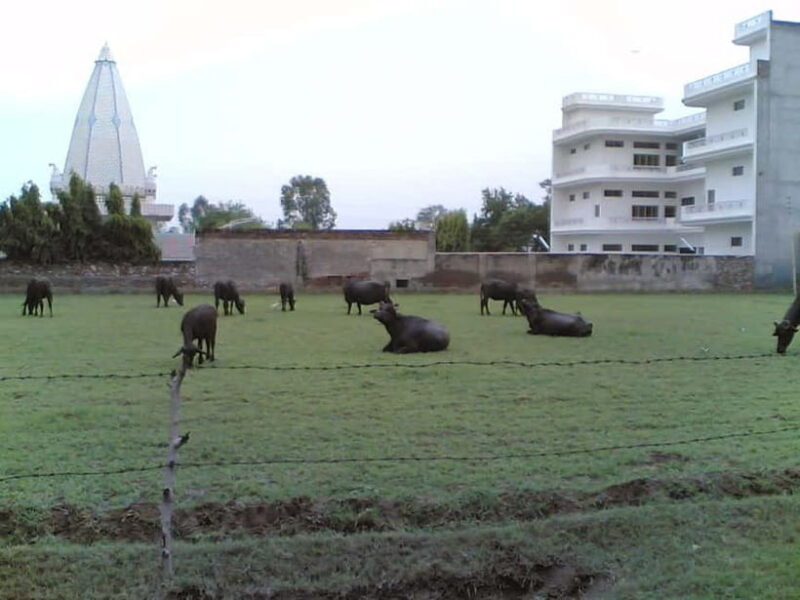 From Udaipur: Mount Abu Day Trip - Practical Tips for the Day Trip