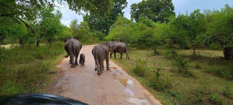 From Udawalawa : Udawalawa National Park Safari Tours - Key Points