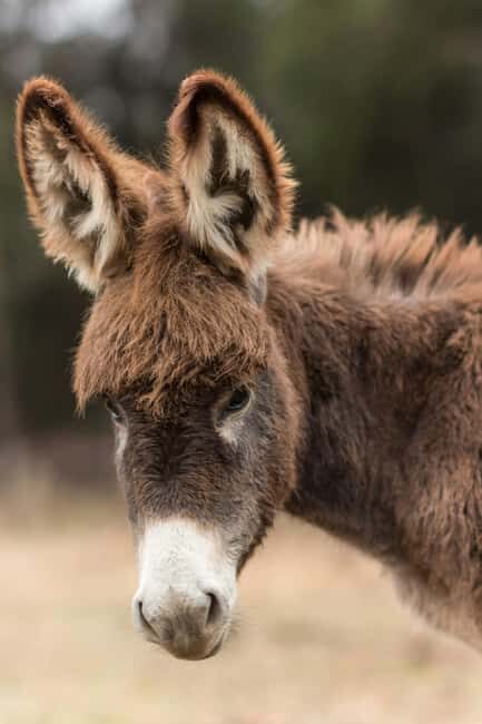 From Ulcinj: Montenegros Donkey Farm, A Family Adventure - From Ulcinj: Montenegro’s Donkey Farm, A Family Adventure