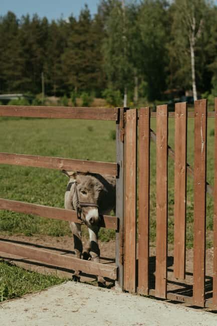 From Ulcinj: Montenegros Donkey Farm, A Family Adventure - Key Points