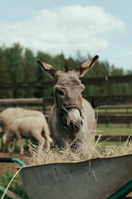 From Ulcinj: Montenegros Donkey Farm, A Family Adventure - Value and Practicalities