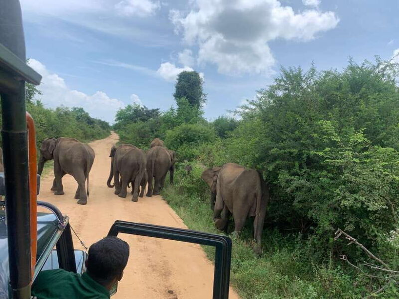 From Unawatuna: Udawalawe National Park Safari with transfer - Key Points