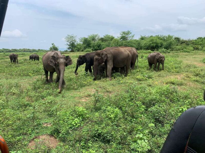 From Unawatuna: Udawalawe National Park Safari with transfer - Detailed Review of the Udawalawe Safari Experience