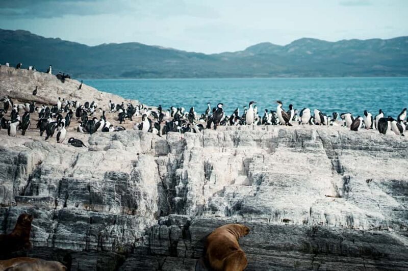From Ushuaia: Beagle Channel Catamaran Tour - Setting Sail from Ushuaia: What to Expect
