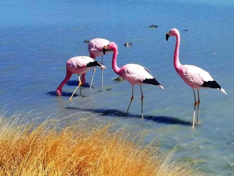 From Uyuni: Geyser and Salar de Uyuni 3-Days | Flamingos | - Why This Tour Offers Great Value