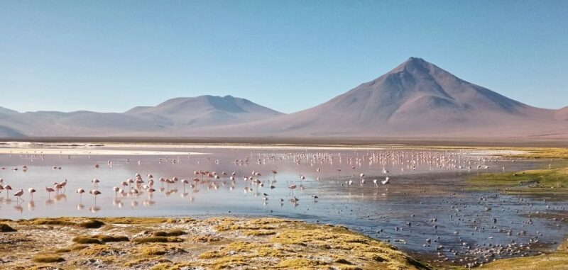 From Uyuni: Private Day trip Laguna Colorada. - From Uyuni: Private Day trip Laguna Colorada — A Balanced Look at Bolivia’s Iconic Landscape