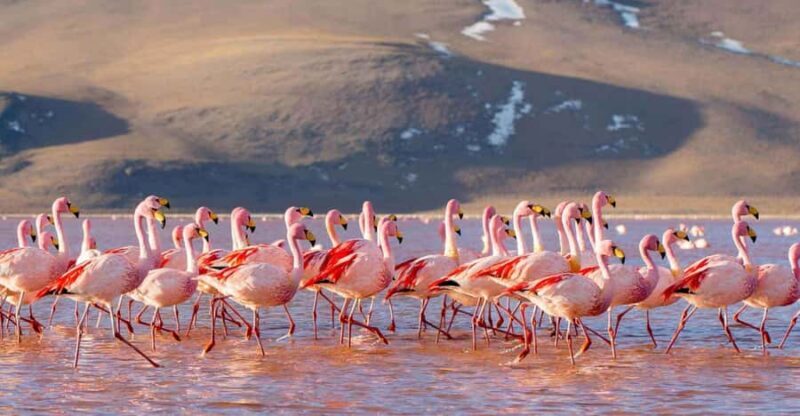 From Uyuni:Laguna Colorada and Salar de Uyuni 3 Days + Meals - Transportation & Group Dynamics
