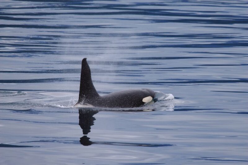 From Valdez: 7.5-hour Meares Glacier & Wildlife Cruise - The Sum Up