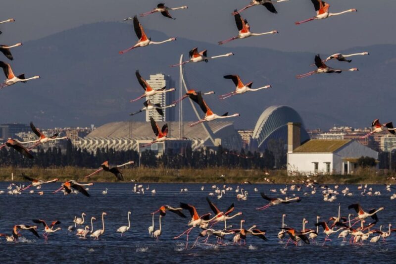 From Valencia: Albufera Boat Ride & Food (Paella) Included - The Itinerary Break-Down