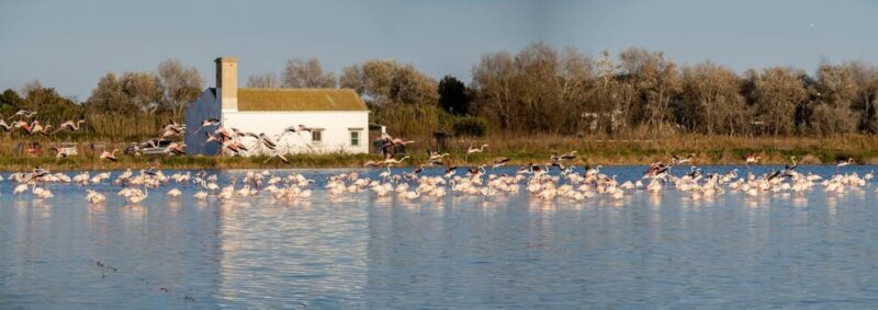 From Valencia: Albufera Private Tour, Paella & Boat Ride - The Tower for Birdwatching and Panoramas