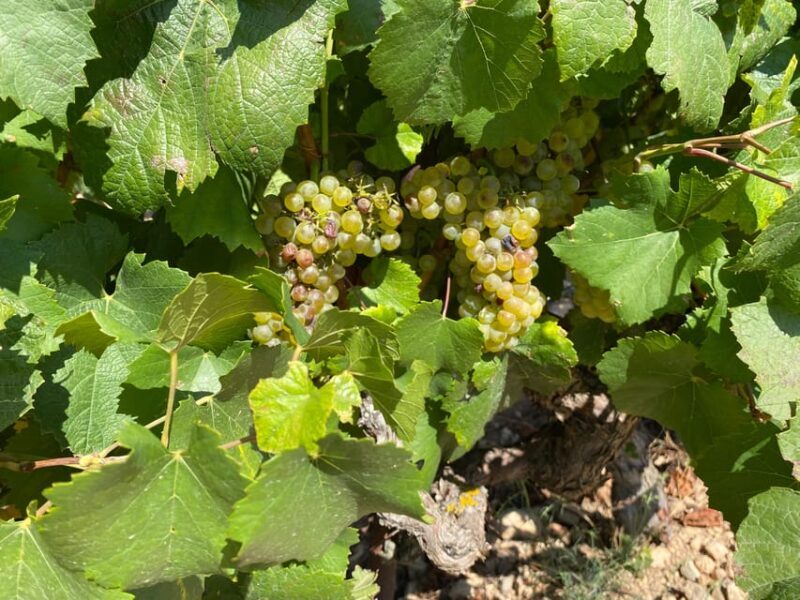 From Valencia: Utiel-Requena Wine Tour and Traditional Lunch - The Sum Up