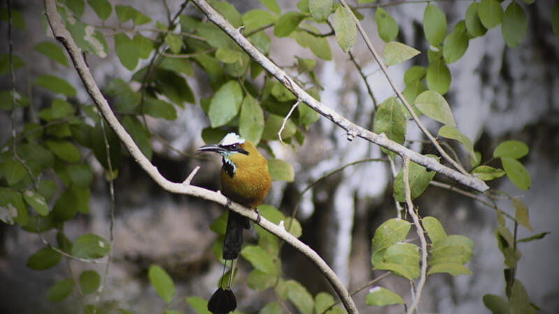 FROM VALLADOLID CHICHÉN ITZÁ + 2 CENOTES (PRIVATE TRANSPORTATION) - Discovering the Heart of the Yucatán: A Deep Dive into the Tour Experience