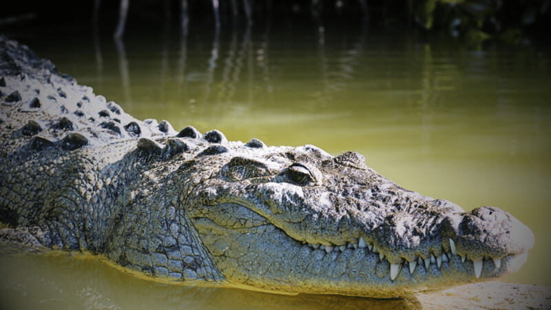 FROM VALLADOLID RIO LAGARTOS + LAS COLORADAS + CENOTE (COLECTIVO TOURISTIC) - Key Points