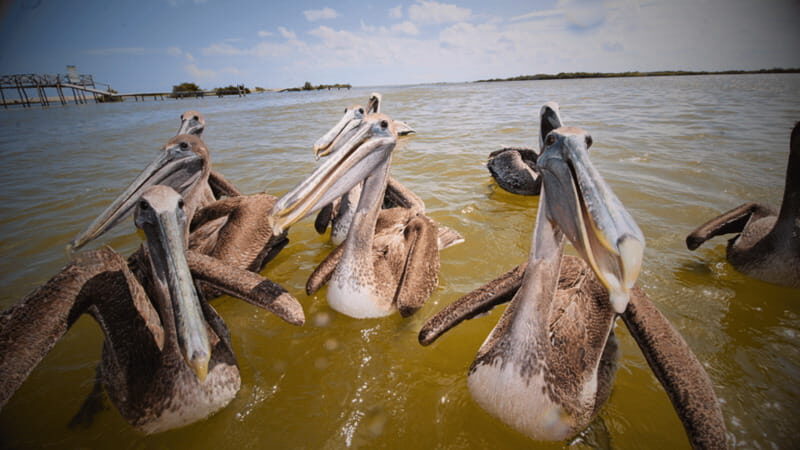 FROM VALLADOLID RIO LAGARTOS + LAS COLORADAS + CENOTE (COLECTIVO TOURISTIC) - A Deep Dive into the Tour Experience