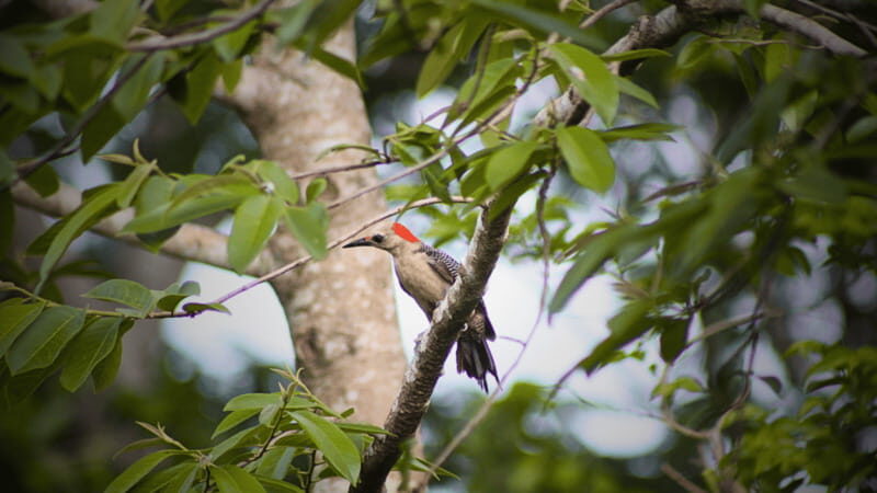FROM VALLADOLID: VISIT EK' BALAM AND 2 CENOTES + AUTHENTIC MAYA FOOD - From Valladolid: Visit Ek Balam and 2 Cenotes + Authentic Maya Food