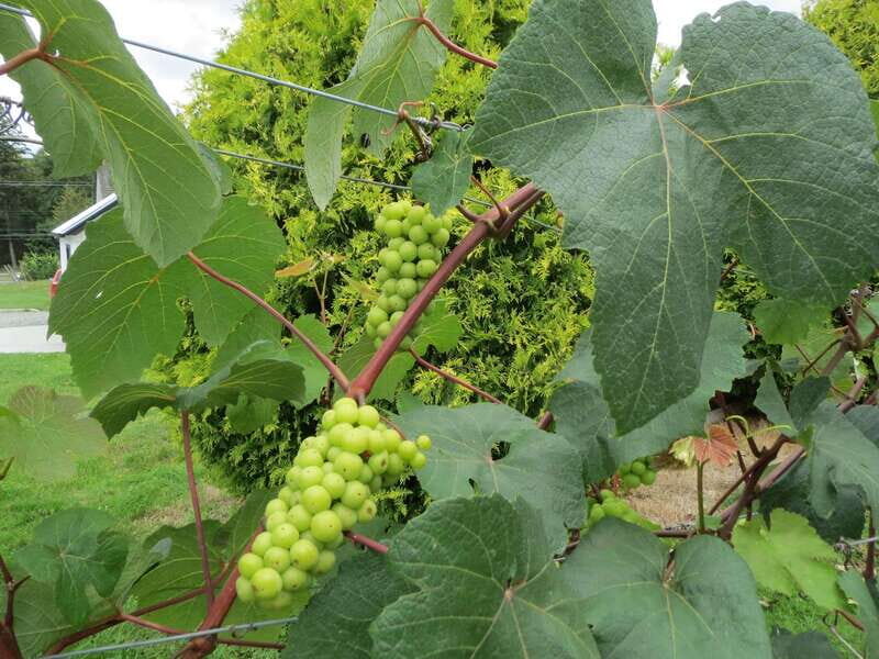 From Vancouver: Half-Day Fraser Valley Wine Tour - A Taste of British Columbia’s Wine Country in Just a Half-Day