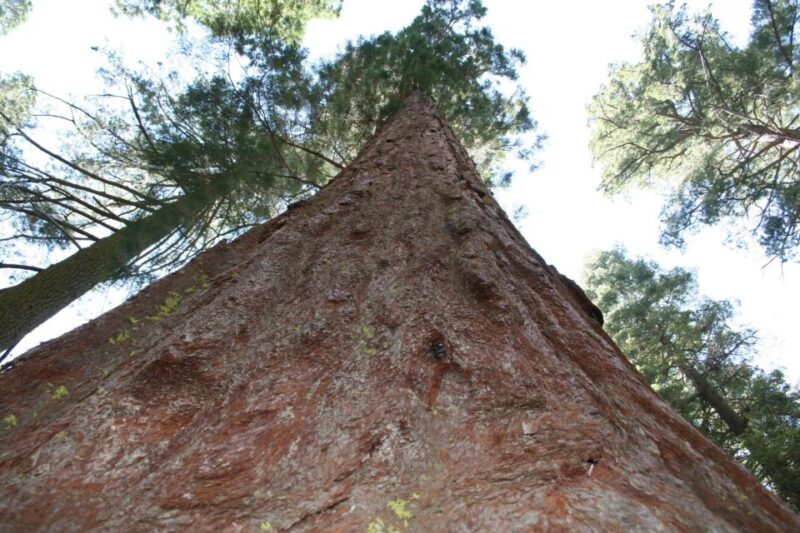 From Vegas to San Francisco: 7-Day National Park Tour - What Reviewers Say