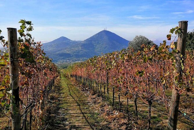 From Venice: Wine Tour in the Euganean Hills - From Venice: Wine Tour in the Euganean Hills – A Detailed Review
