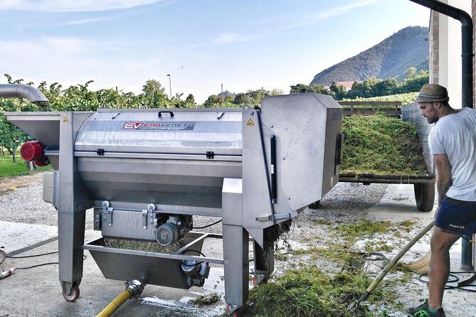 From Venice: Wine Tour in the Euganean Hills - Who Will Love This Tour?