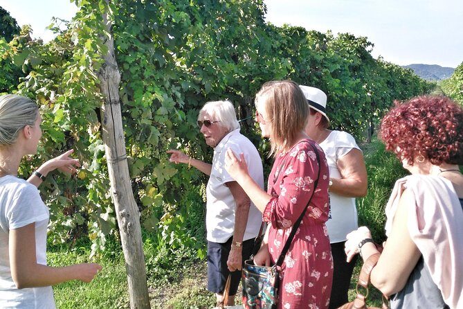 From Venice: Wine Tour in the Euganean Hills - Final Thoughts