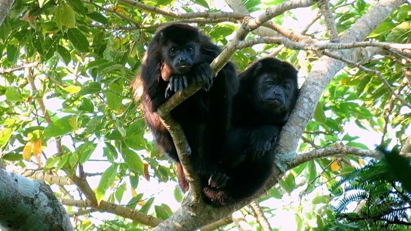 From Veracruz: Catemaco, Nature, Waterfalls & Monkeys Tour - A Closer Look at the Tour Experience