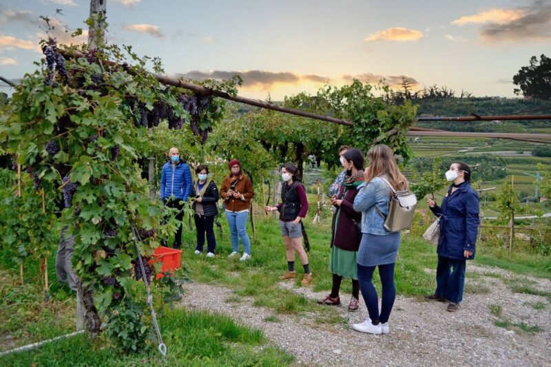 From Verona: Valpolicella Winery Tour with Amarone Vintages - The Sum Up