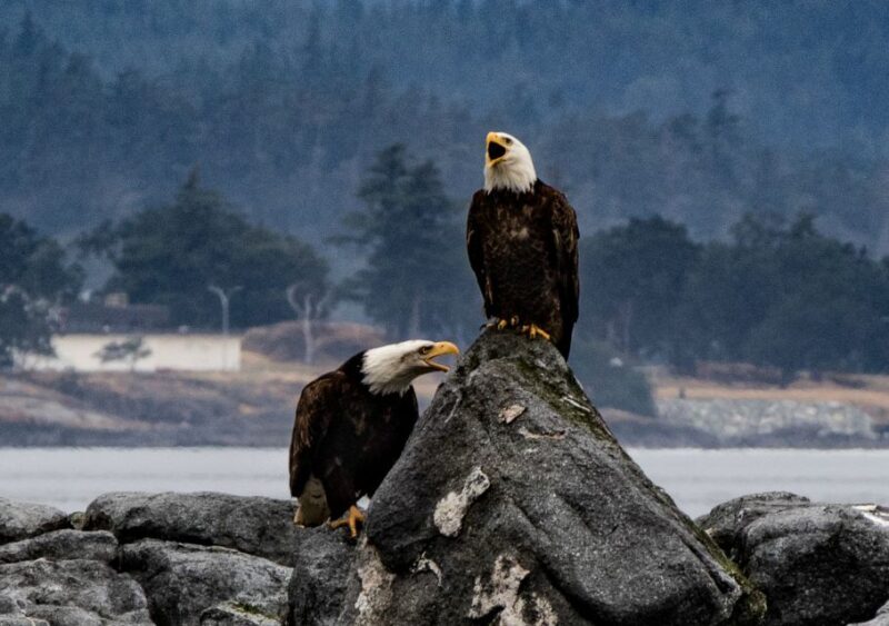 From Victoria: Whale Watching Marine Wildlife Excursion - Key Points