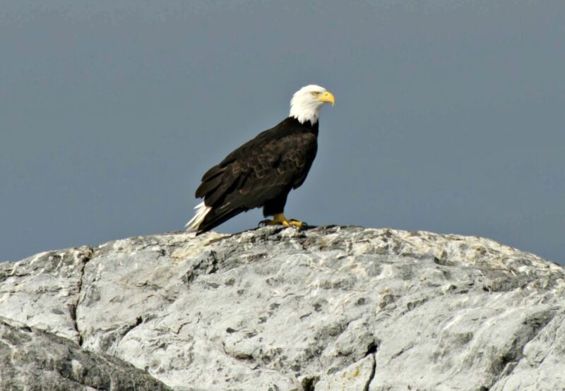 From Victoria: Whale Watching Marine Wildlife Excursion - The Sum Up