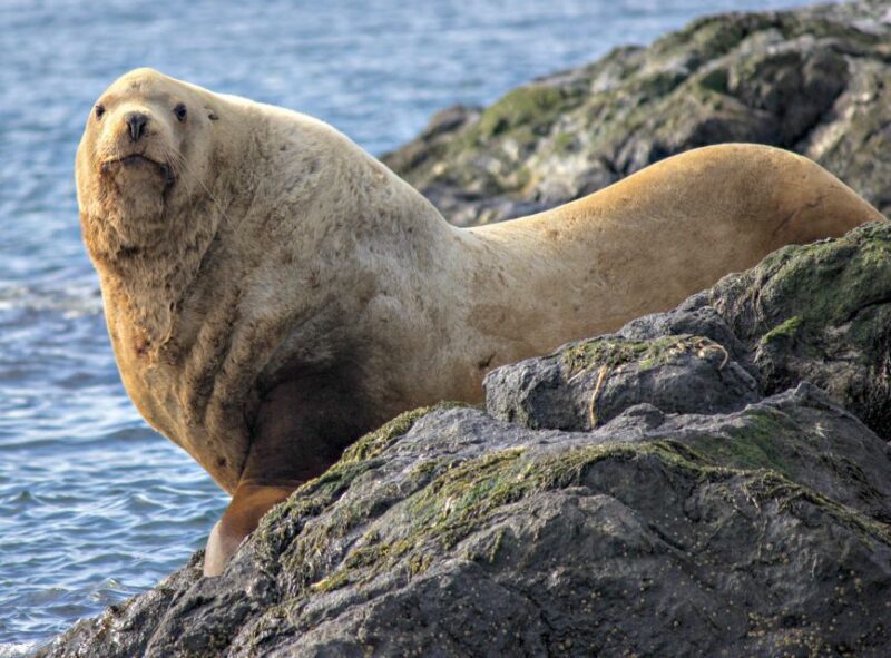 From Victoria: Whale Watching Marine Wildlife Excursion - FAQ