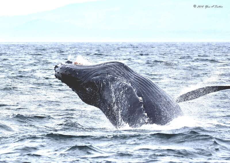 From Victoria: Whale Watching Tour by Zodiac Boat - A Detailed Look at the Tour Experience