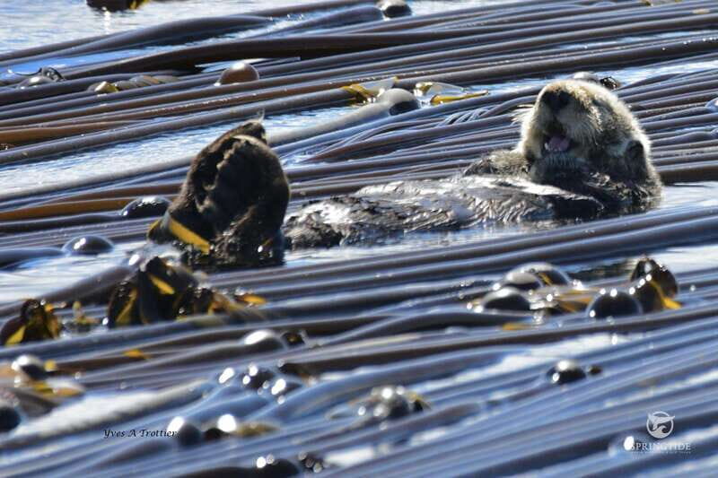 From Victoria: Whale Watching Tour by Zodiac Boat - The Sum Up