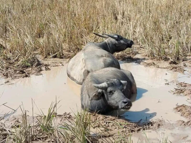 From Vientiane: Plain of Jars Tour & Homestay - Final Thoughts: Is This Tour Right for You?