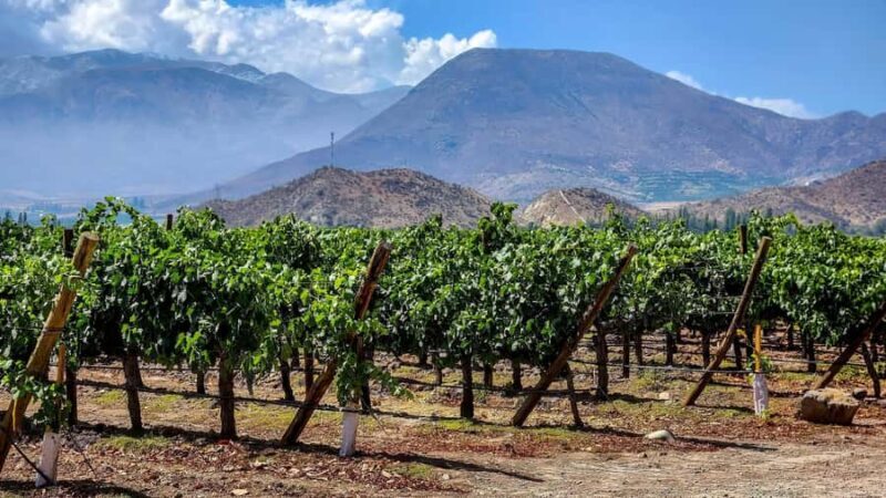 From Villa de Leyva: Vineyard Tour - Key Points