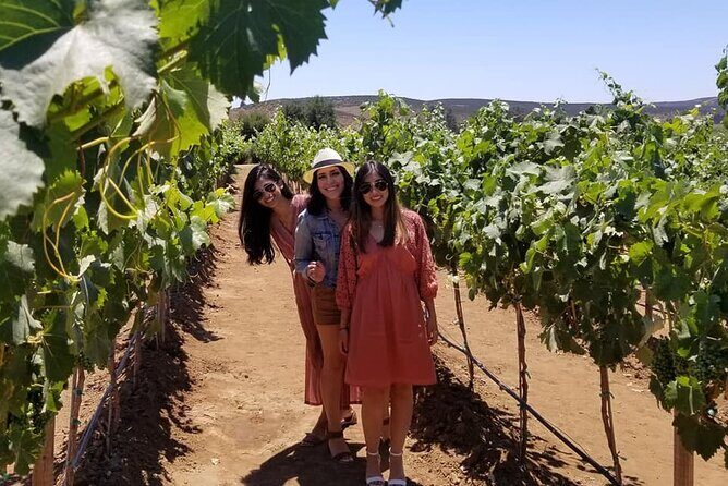 From Vine to Glass in Bajas Beautiful Valleys - From Vine to Glass in Baja’s Beautiful Valleys: A Thoughtful Wine Tour Experience
