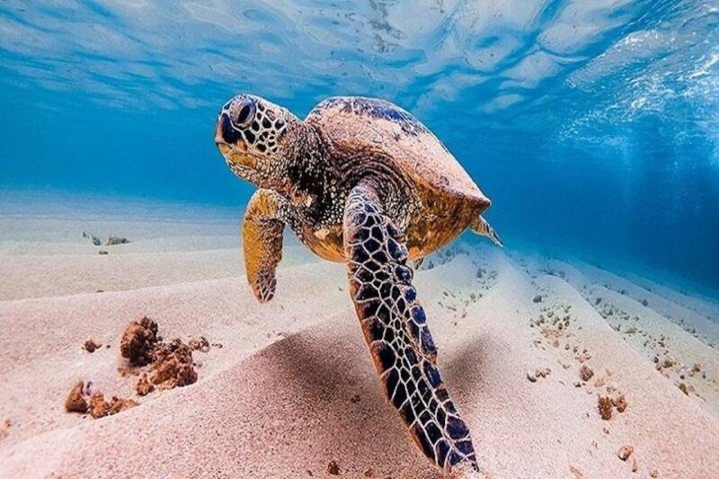 From Waikiki: Oahu Grand Circle Island Experience - FAQ