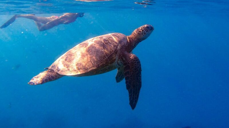 From Waikiki: Turtle Canyon Snorkeling Tour - A Detailed Look at the Experience