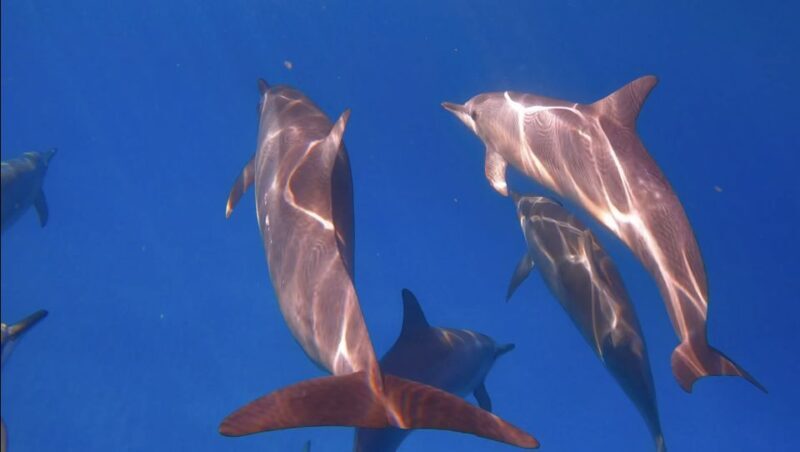From Waikiki: Turtle Canyon Snorkeling Tour - A Closer Look at the Itinerary