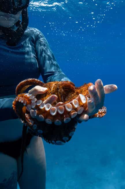 From Waikiki: Turtle Canyon Snorkeling Tour - Authentic Experiences from Reviews