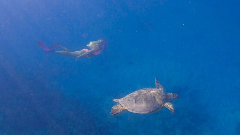 From Waikiki: Turtle Canyon Snorkeling Tour - Frequently Asked Questions