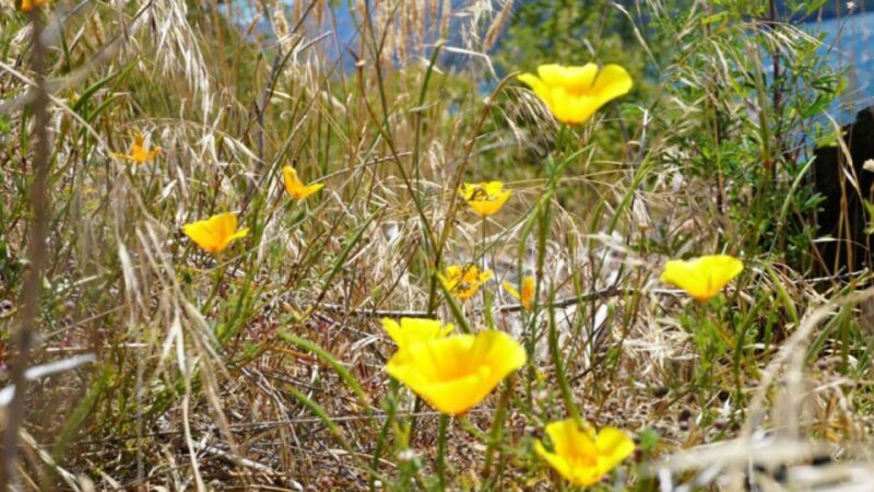 From Wanaka: Ruby Island 1-Hour Cruise and Photo Walk - From Wanaka: Ruby Island 1-Hour Cruise and Photo Walk – A Complete Guide