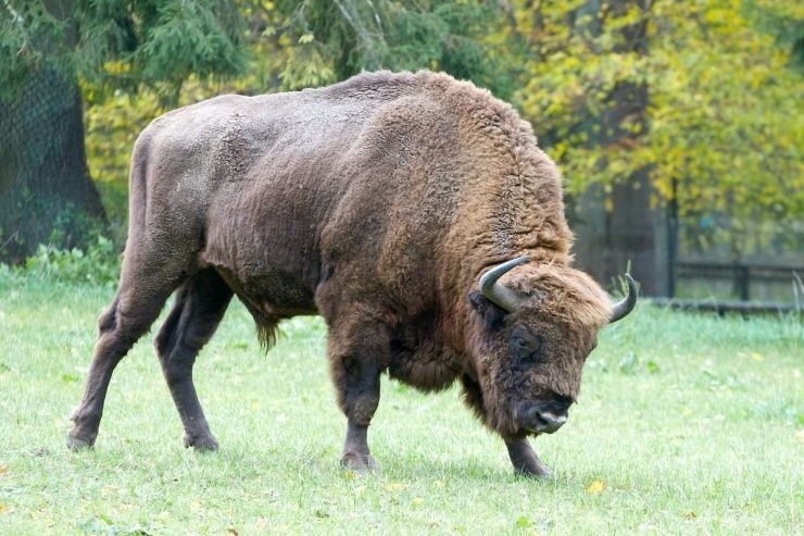 From Warsaw: Small-Group Tour to Bialowieza National Park - Authenticity and Value